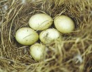 eendeneieren-135x105